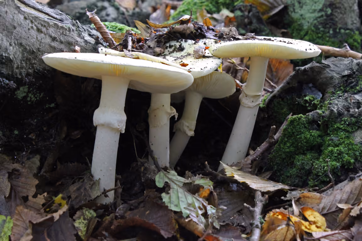 林床に生えるタマゴテングタケ(Amanita phalloides)